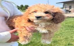 Cavapoo dogs for sale: Bella - Image 2