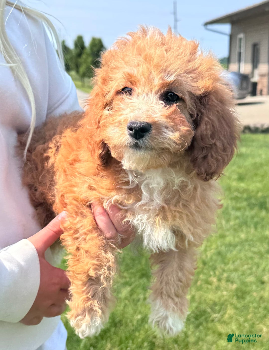 Cavapoo dogs for sale: Bella - Image 2