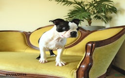 Boston Terrier dogs for sale: Happy - Image 11