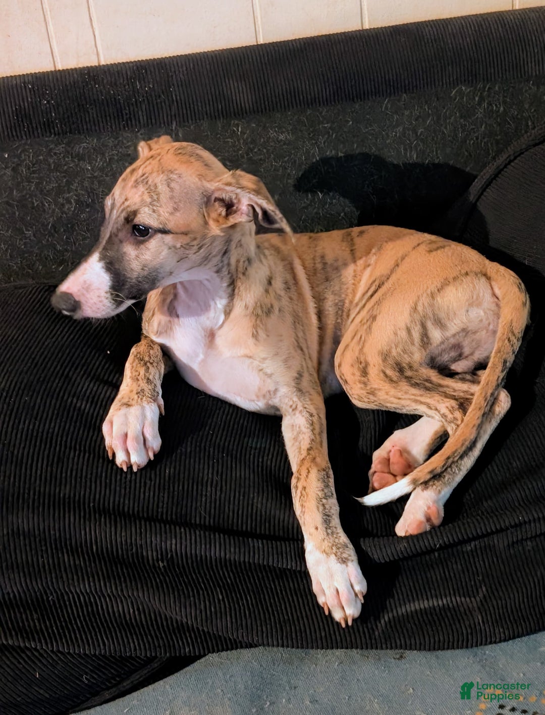 Whippet dogs for sale: Billy - Image 7