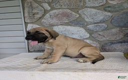 English Mastiff dogs for sale: Bear - Image 11