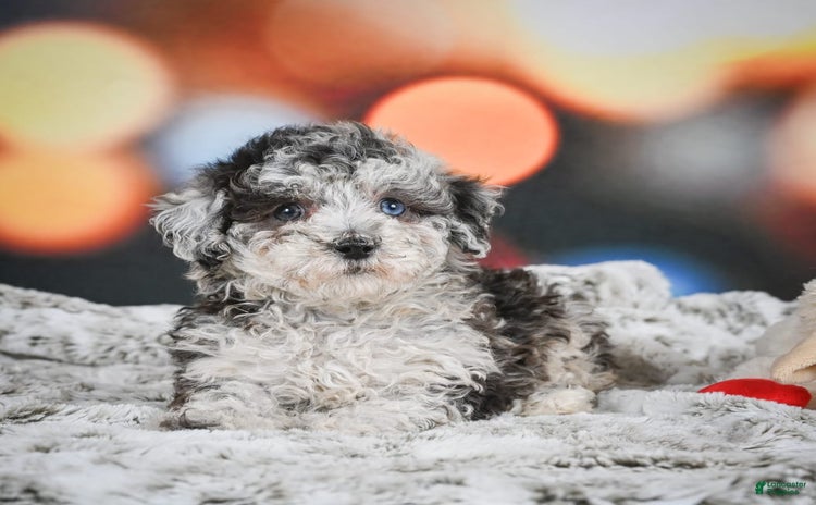Miniature Poodle dogs for sale - Ad 1