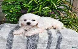 Cavachon dogs for sale: Charlie - Image 6
