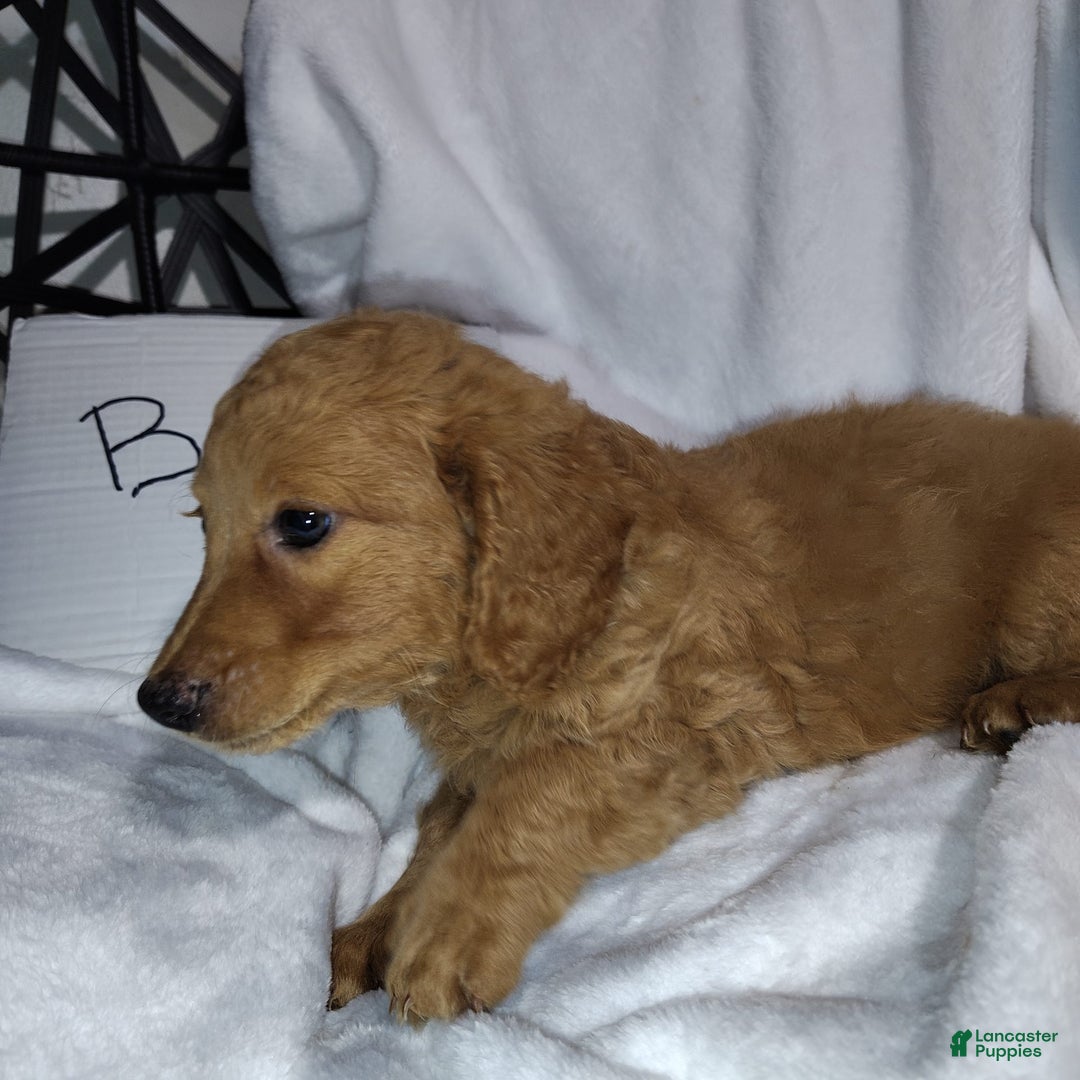 Mini Goldendoodle dogs for sale: Bear - Image 5