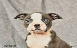 Boston Terrier dogs for sale: Milo - Image 2