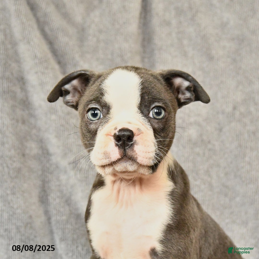 Boston Terrier dogs for sale: Milo - Image 2