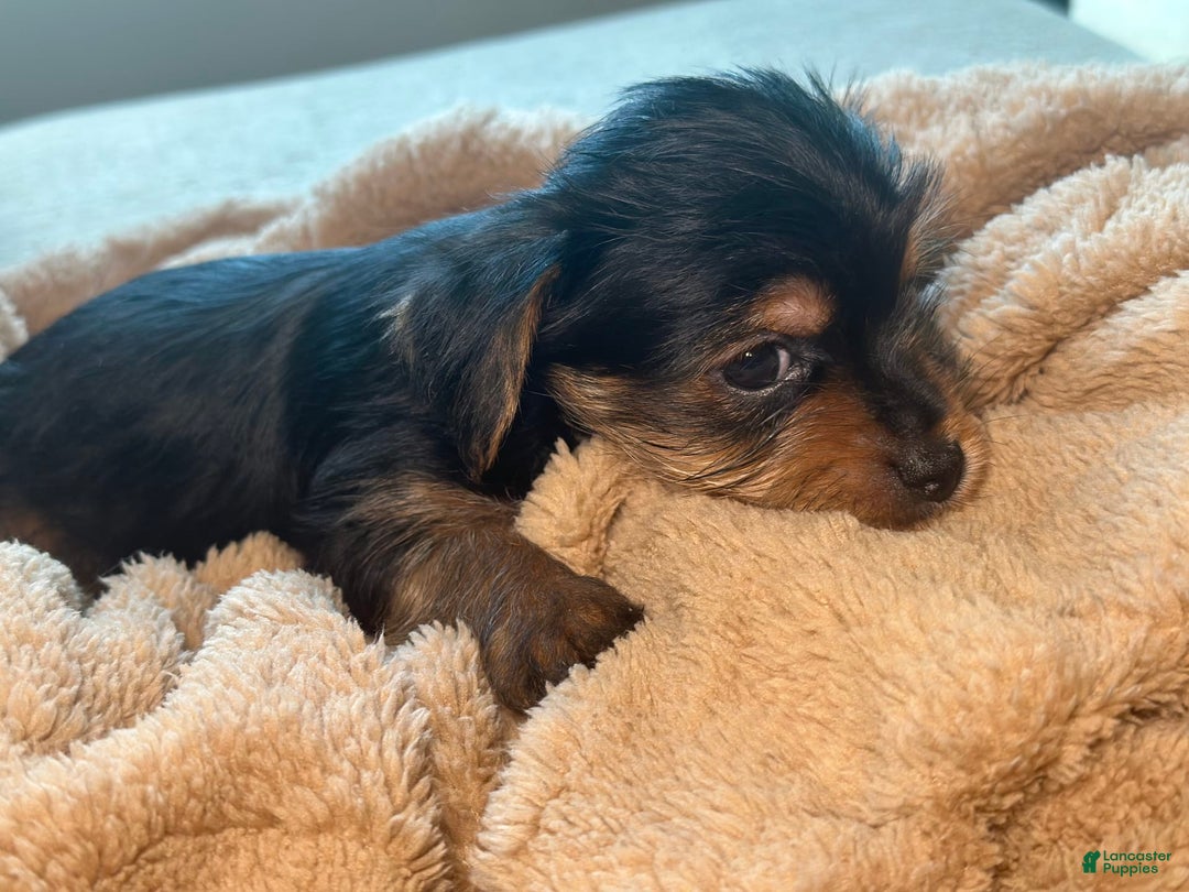 Yorkshire Terrier dogs for sale: Courage - Image 4