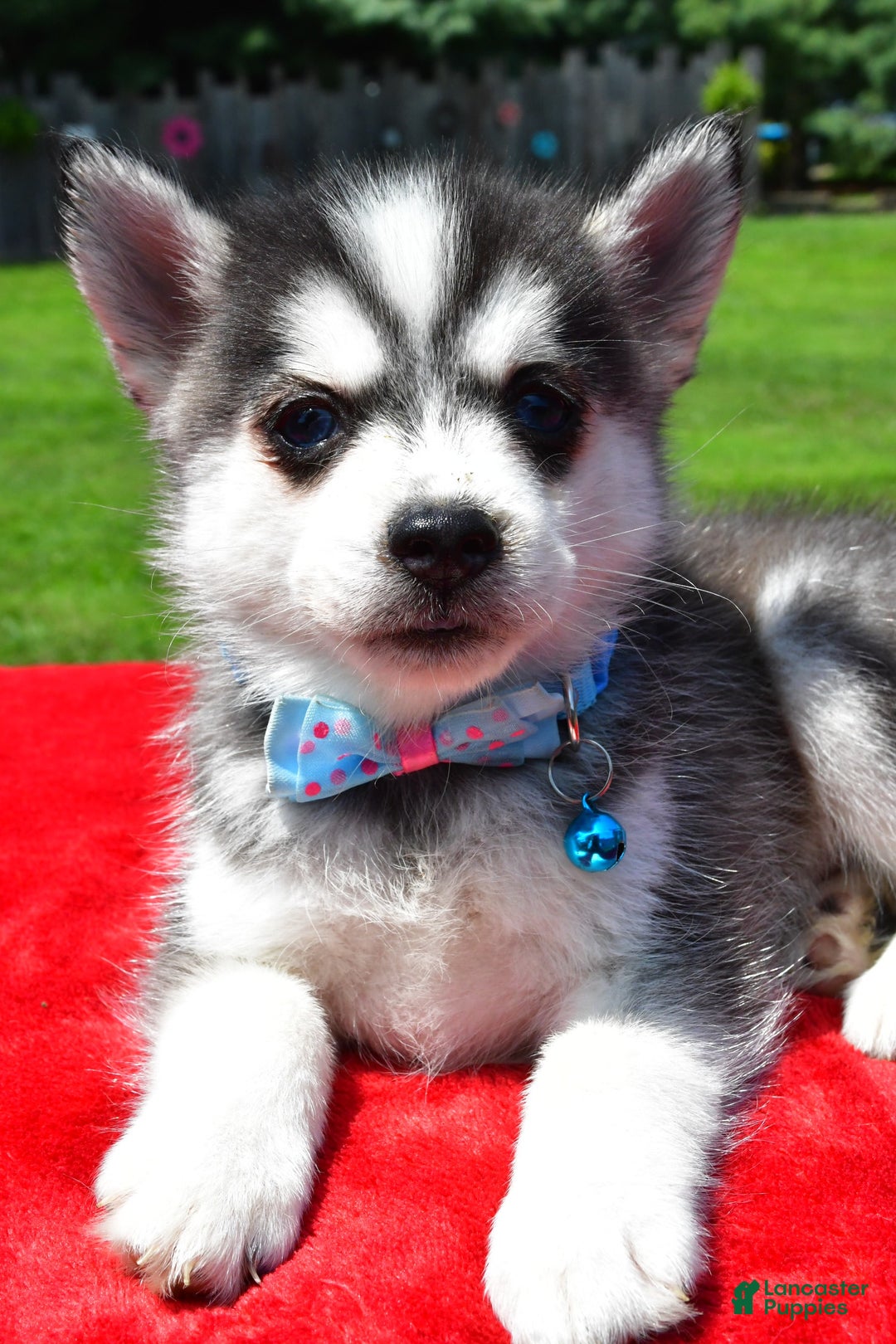Pomsky dogs for sale: Cole - Image 5