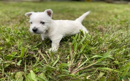 West Highland Terrier dogs for sale: Akc DNA clear Casper - Image 3