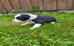 Border Collie dogs for sale: Bandit - Image 5