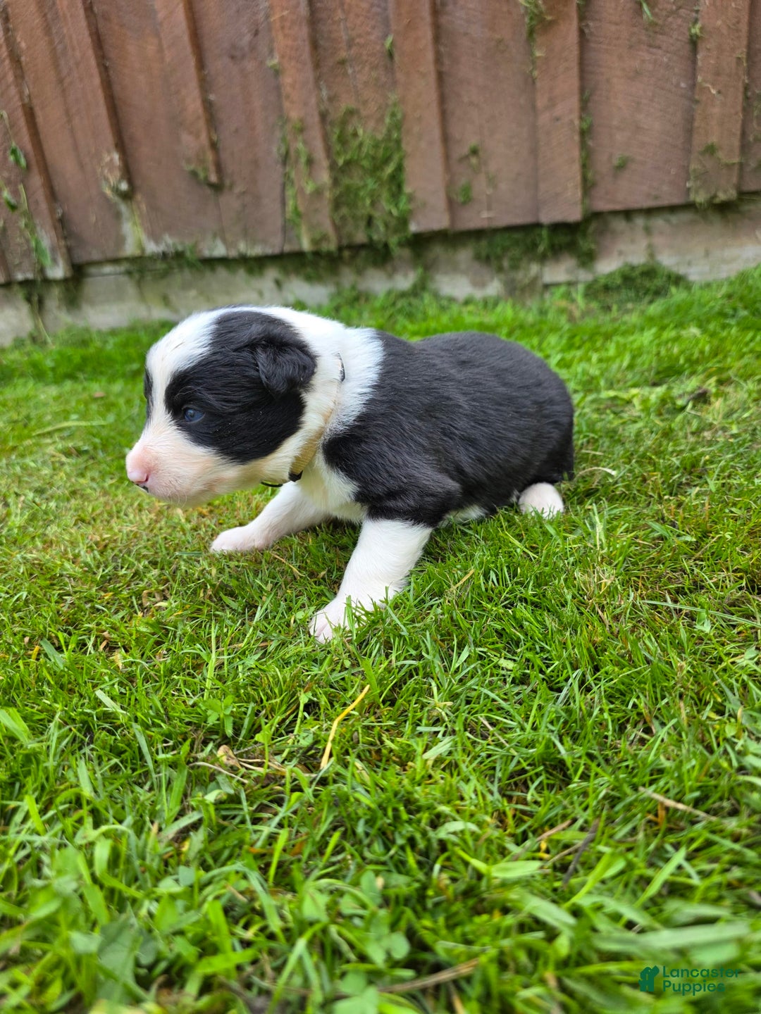 Border Collie dogs for sale: Bandit - Image 5