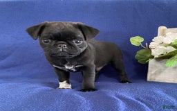 Pug dogs for sale: Delton - Image 3