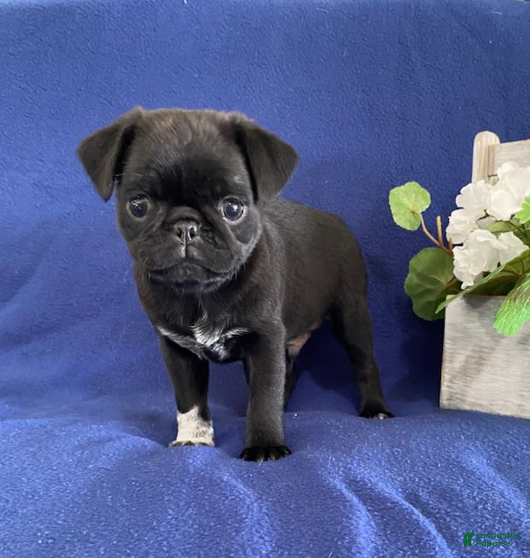 Pug dogs for sale: Delton - Image 3