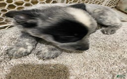 Australian Cattle Dog dogs for sale: Charlie - Image 1