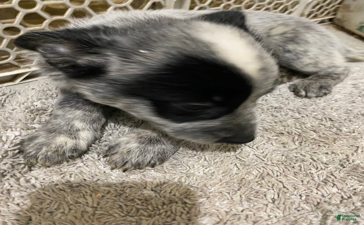 Australian Cattle Dog dogs for sale - Ad 1