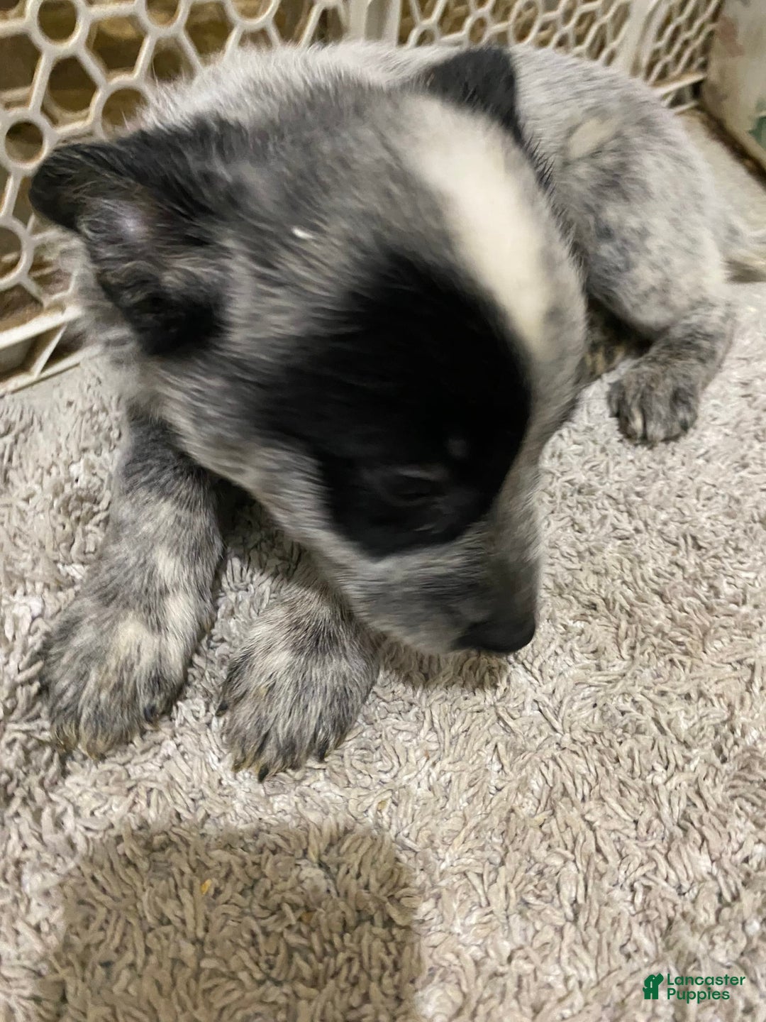 Australian Cattle Dog dogs for sale: Charlie - Image 1