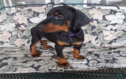 Doberman Pinscher dogs for sale: Venus - Image 2