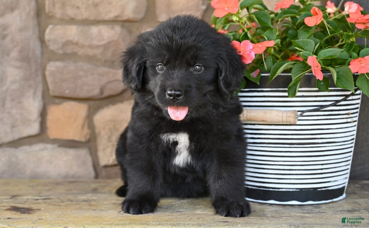 Newfoundland dogs for sale - Ad 1