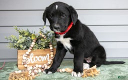 Bernedoodle dogs for sale: Kate - Image 2