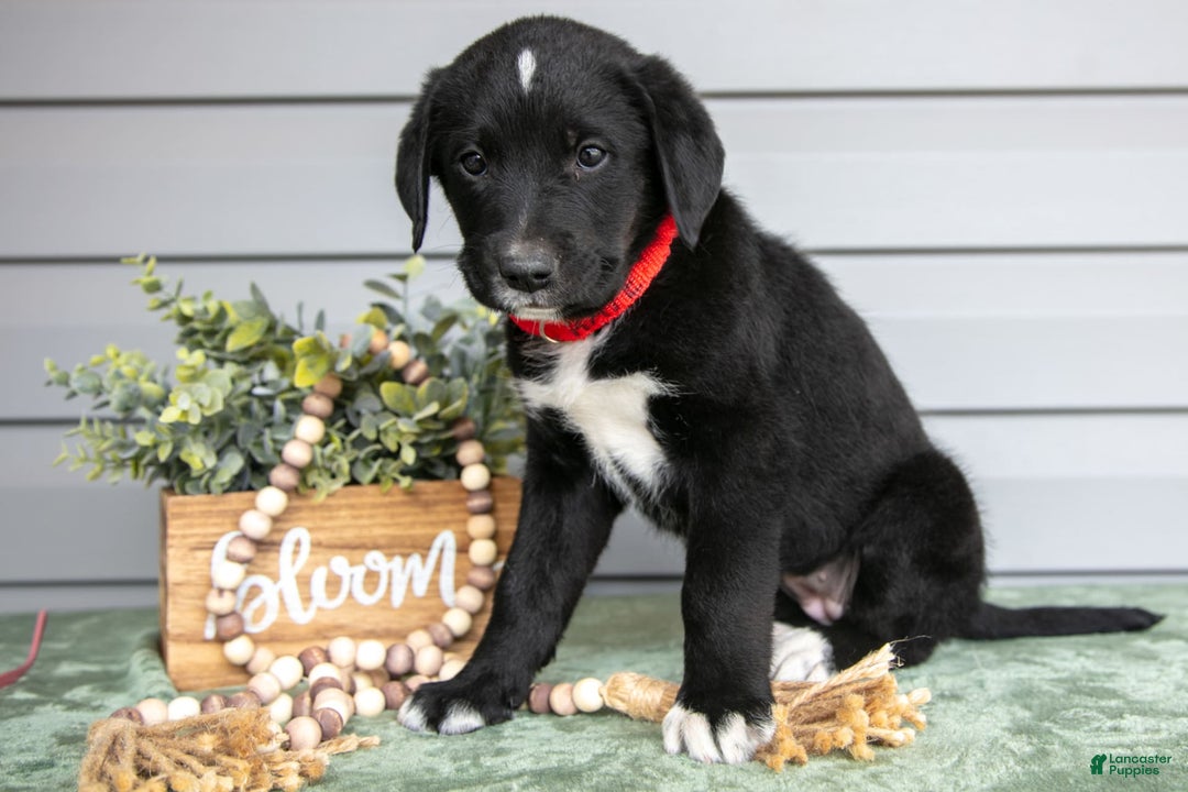 Bernedoodle dogs for sale: Kate - Image 2