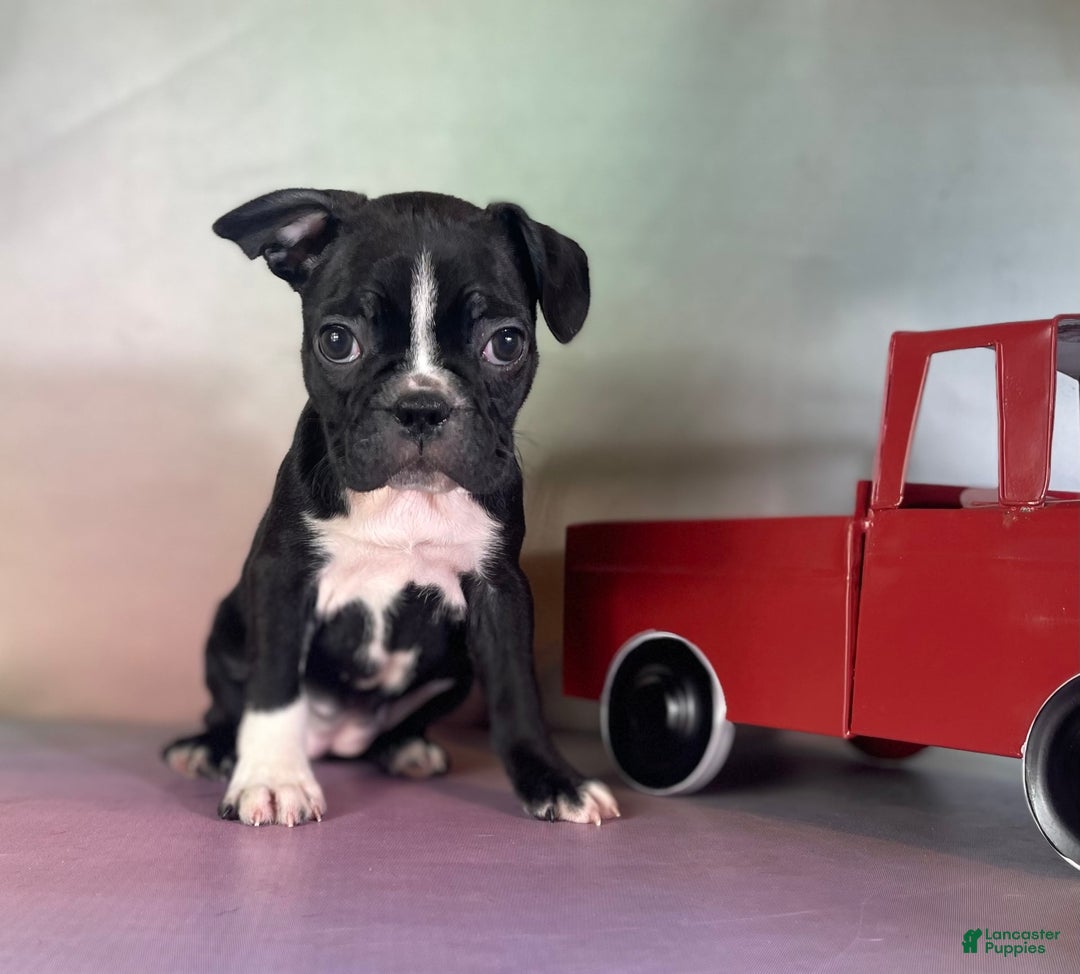Frenchton dogs for sale: Cleo Dna Clear - Image 4