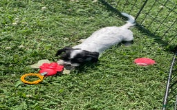 Cavapoo dogs for sale: Puppy 5 - Image 5