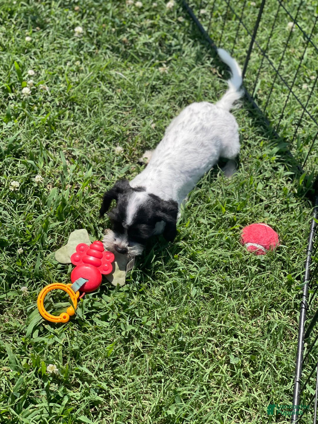 Cavapoo dogs for sale: Puppy 5 - Image 5