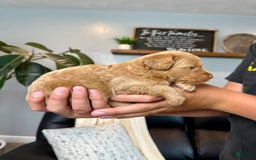 Mini Goldendoodle dogs for sale: Cody - Image 2