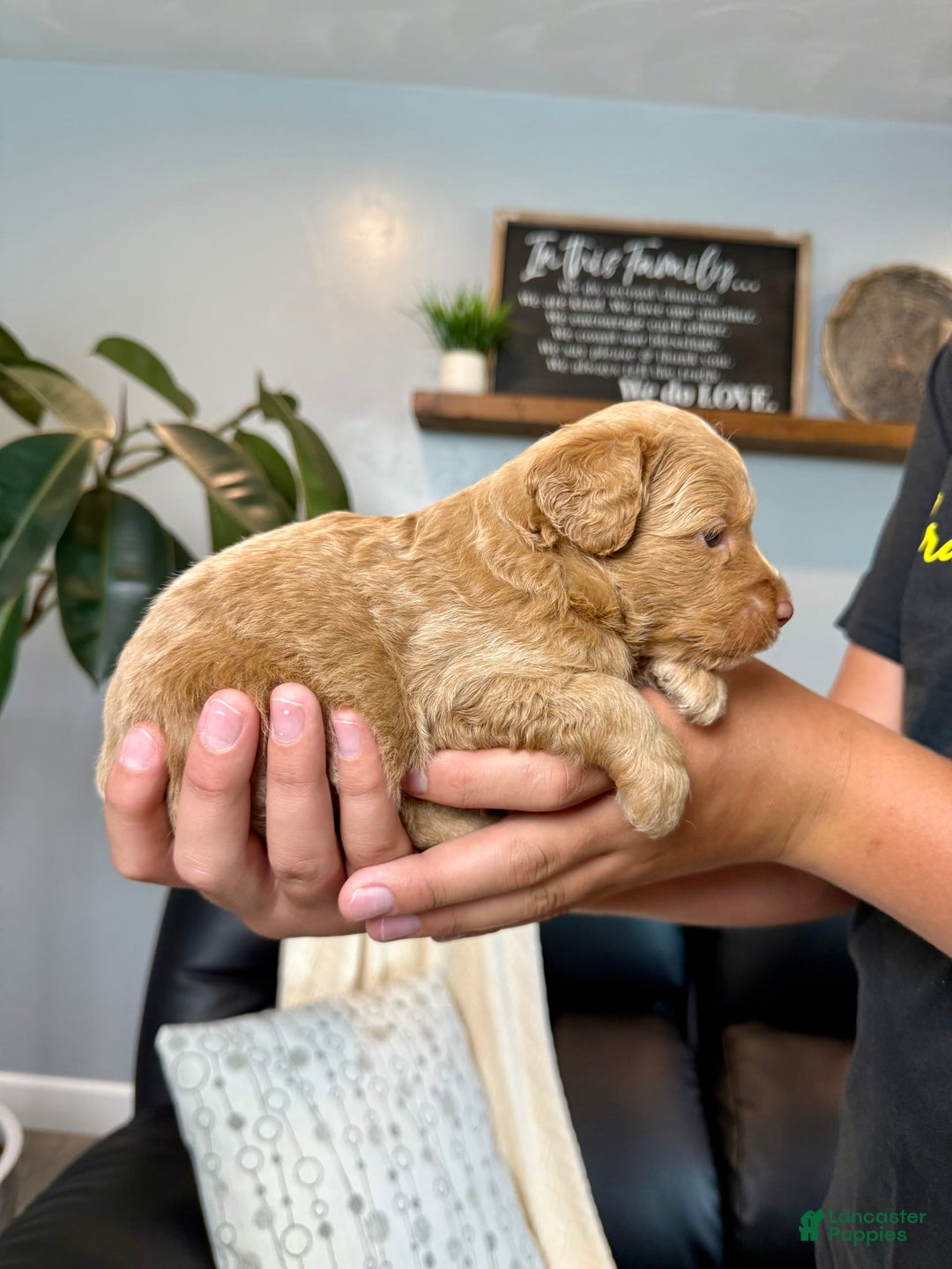 Mini Goldendoodle dogs for sale: Cody - Image 2