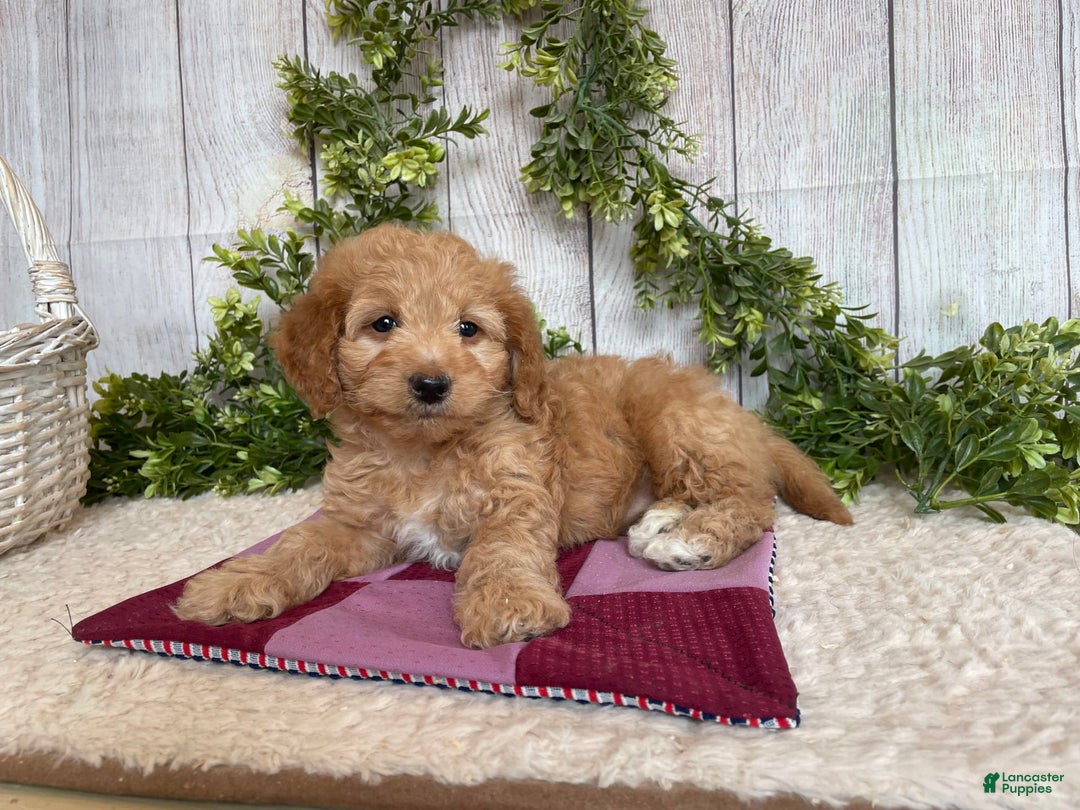 Doxiepoo dogs for sale: Debbie - Image 6