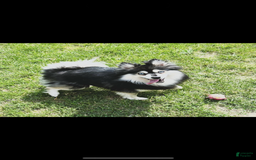 Pomsky dogs for sale: Ruger Iron Tate - Image 11