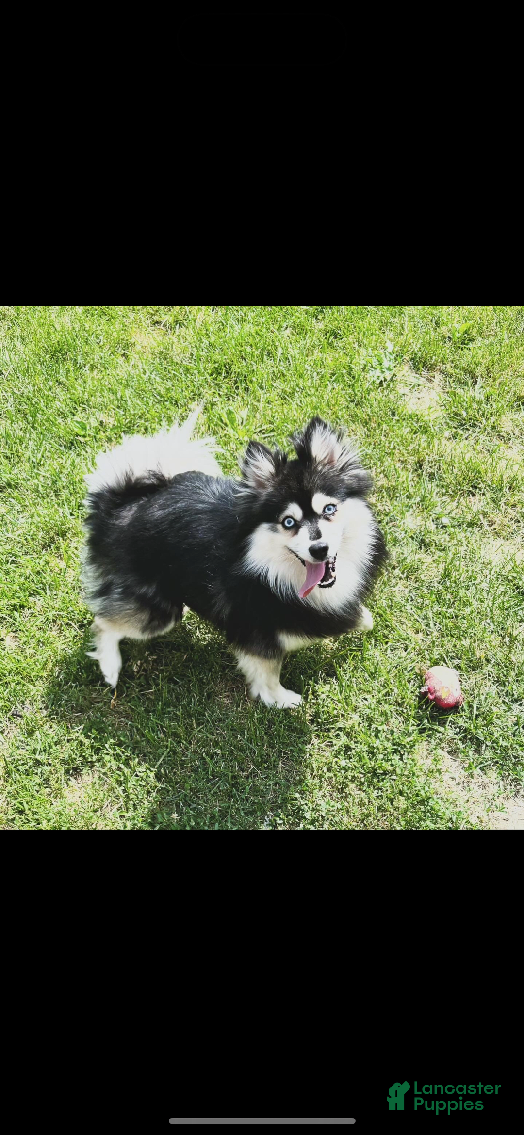 Pomsky dogs for sale: Ruger Iron Tate - Image 11