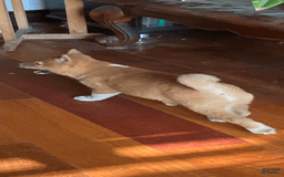 Shiba Inu dogs for sale: Cleo - Image 3