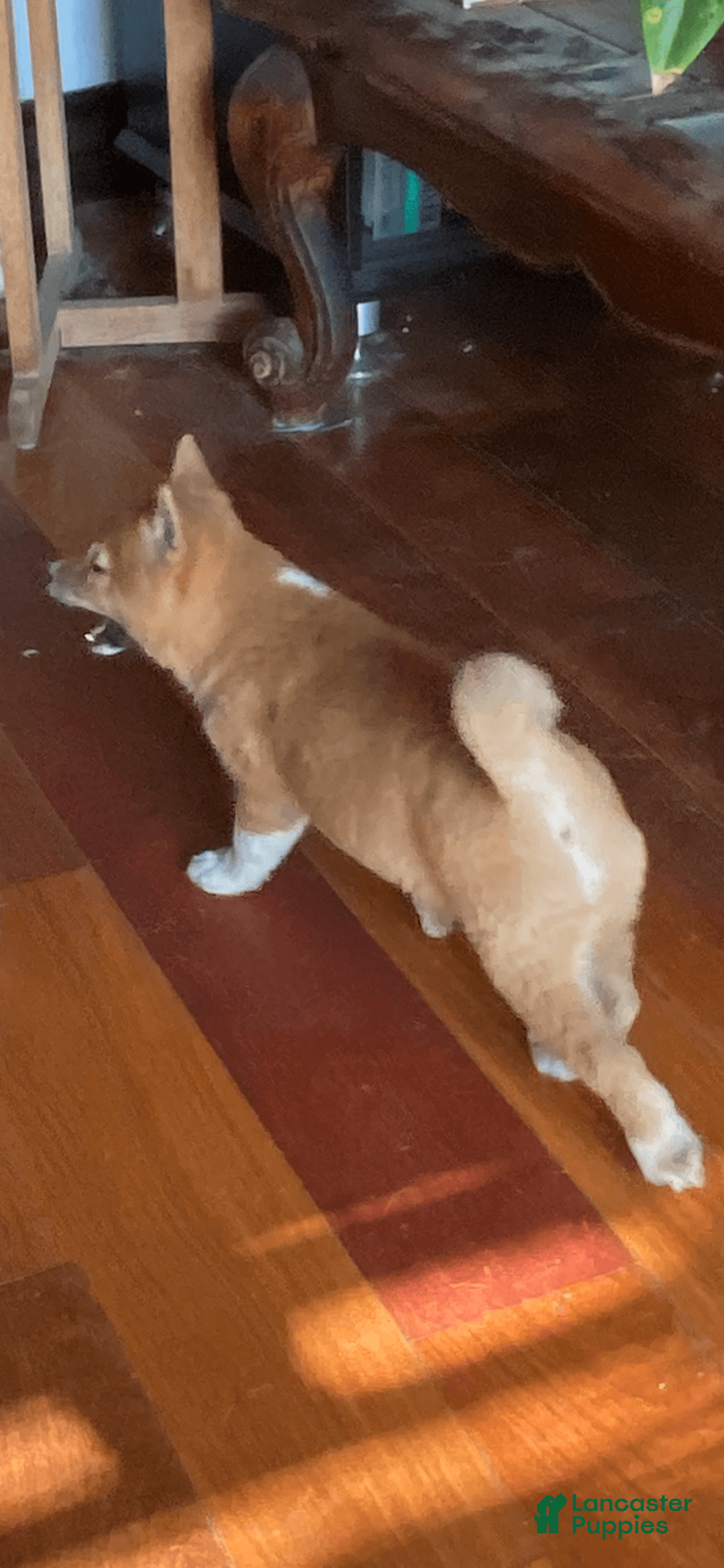 Shiba Inu dogs for sale: Cleo - Image 3