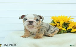 English Bulldog dogs for sale: Galaxy - Image 3