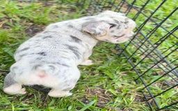 French Bulldog dogs for sale: No Name - Image 3
