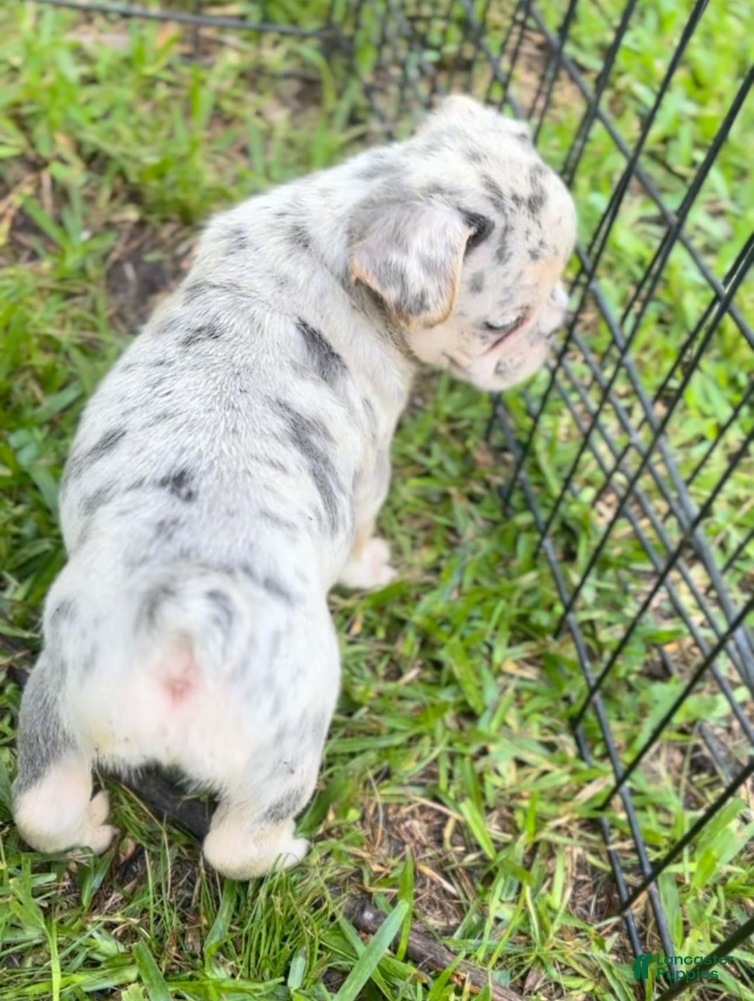 French Bulldog dogs for sale: No Name - Image 3