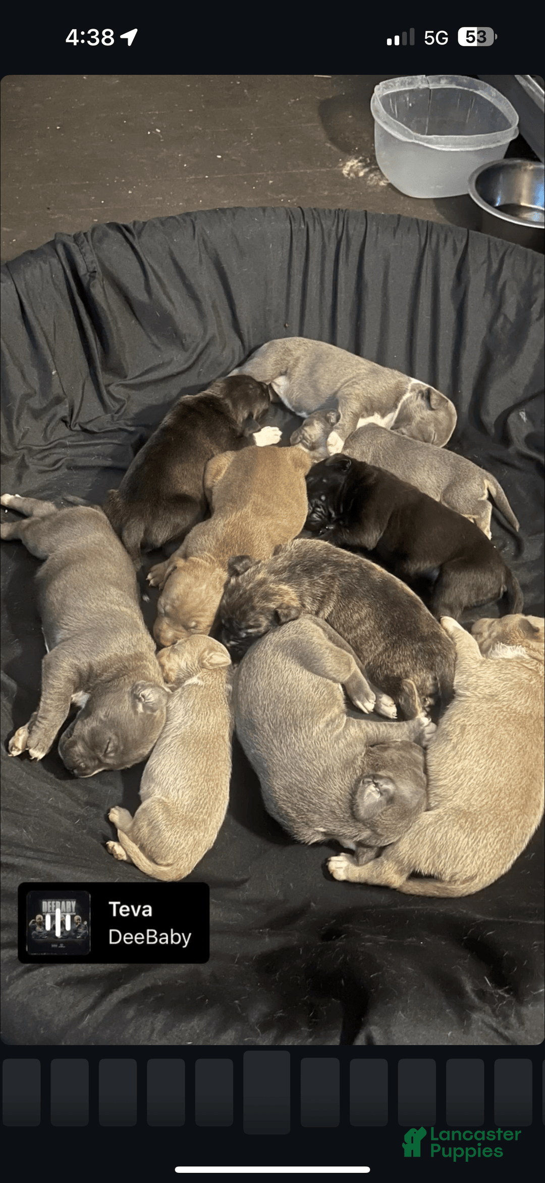 American Bully dogs for sale: Khaos - Image 3