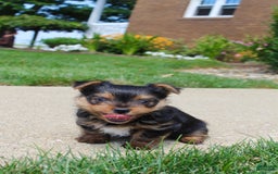 Yorkshire Terrier dogs for sale: Koda - Image 6