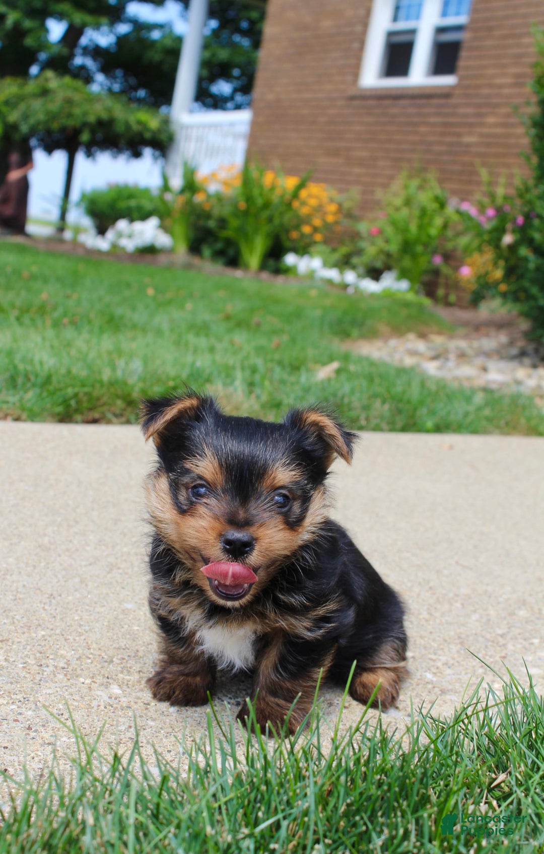 Yorkshire Terrier dogs for sale: Koda - Image 6