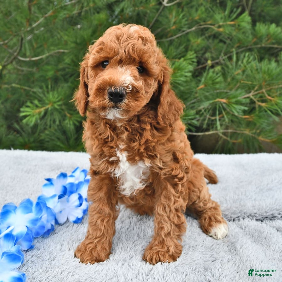 Mini Goldendoodle dogs for sale: Edger - Image 17