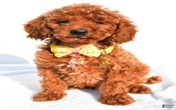 Miniature Poodle dogs for sale: Miniature Poodle 5 puppies - Image 2
