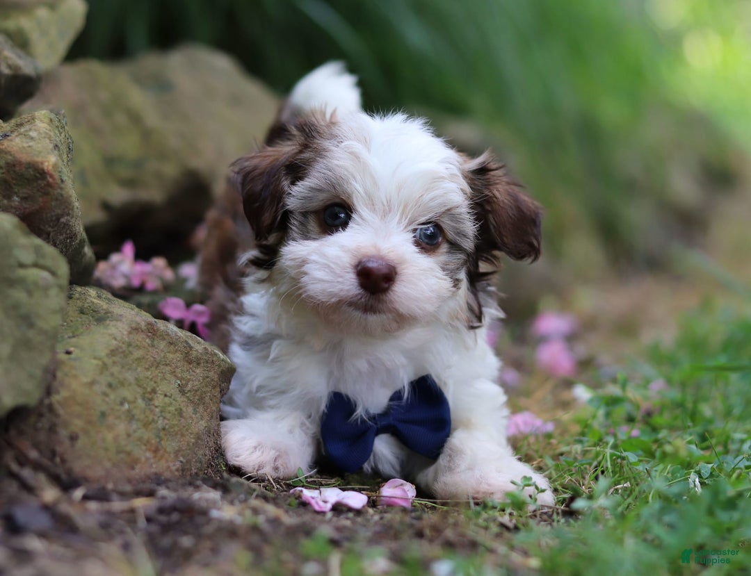 Havanese dogs for sale: Champ - Image 5