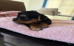 Yorkshire Terrier dogs for sale: Lavender - Image 2