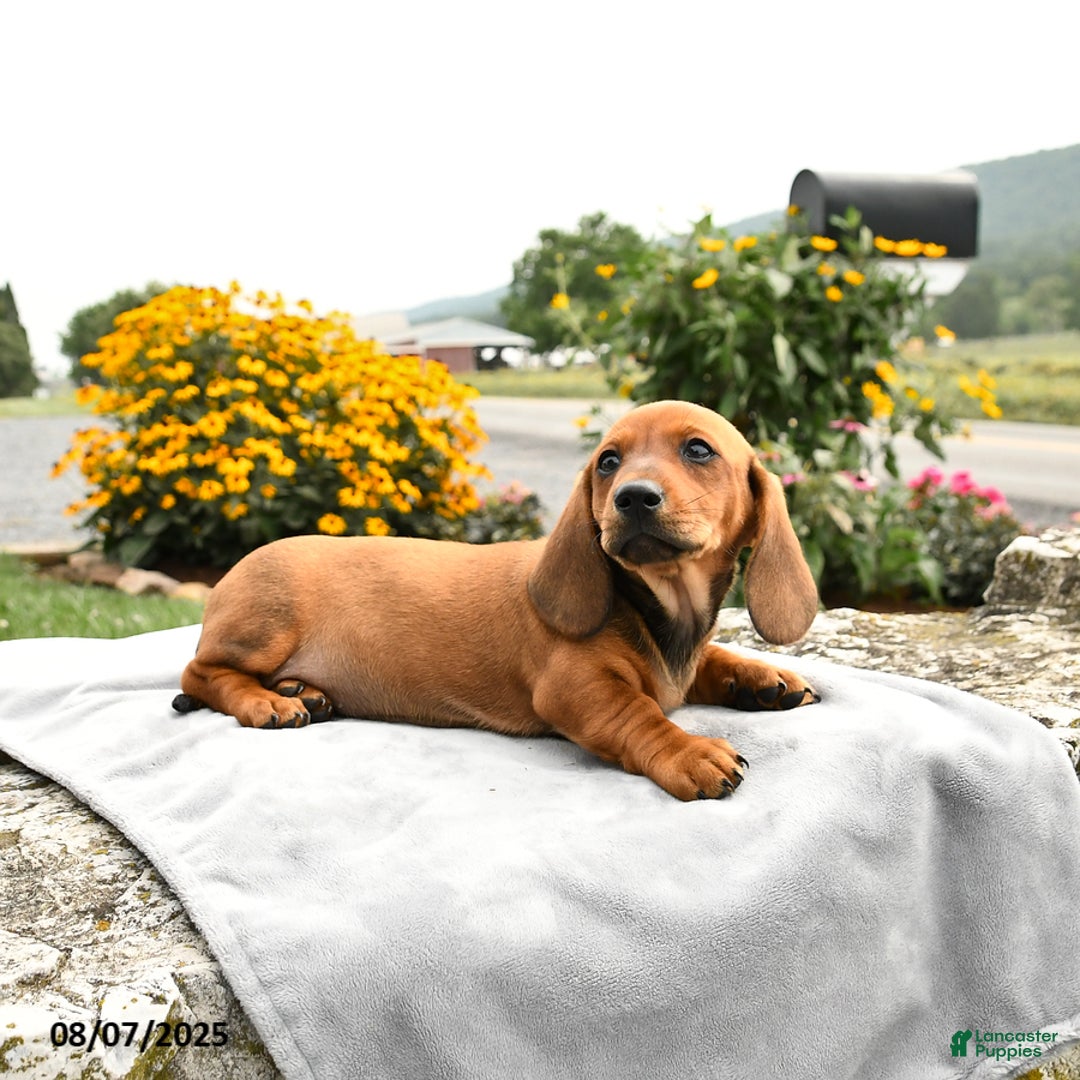 Miniature Dachshund dogs for sale: Champ - Image 3