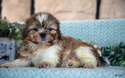 Shih Tzu dogs for sale: Travis - Image 5