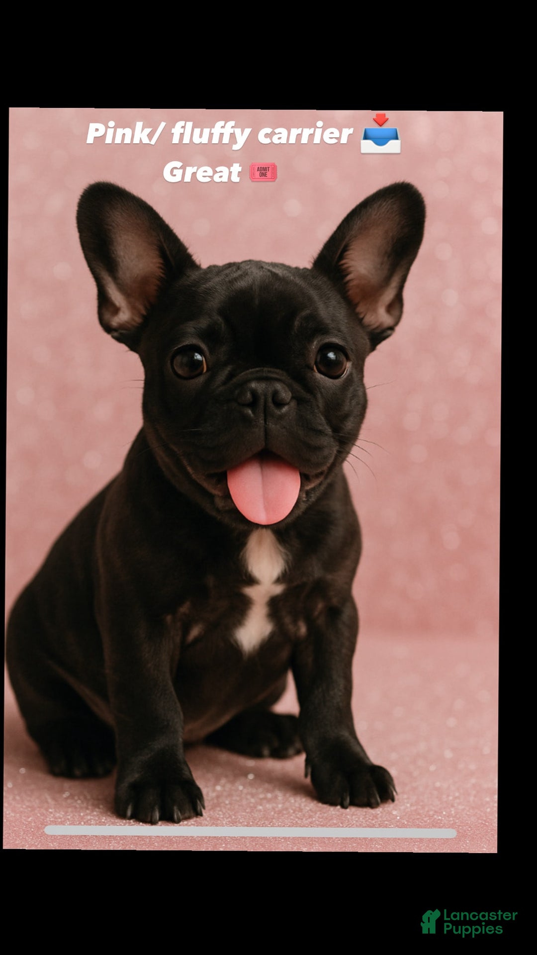 French Bulldog dogs for sale: Yin - Image 2