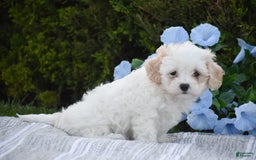 Cavapoo dogs for sale: Harmony - Image 6