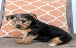 Yorkshire Terrier dogs for sale: Grady - Image 4