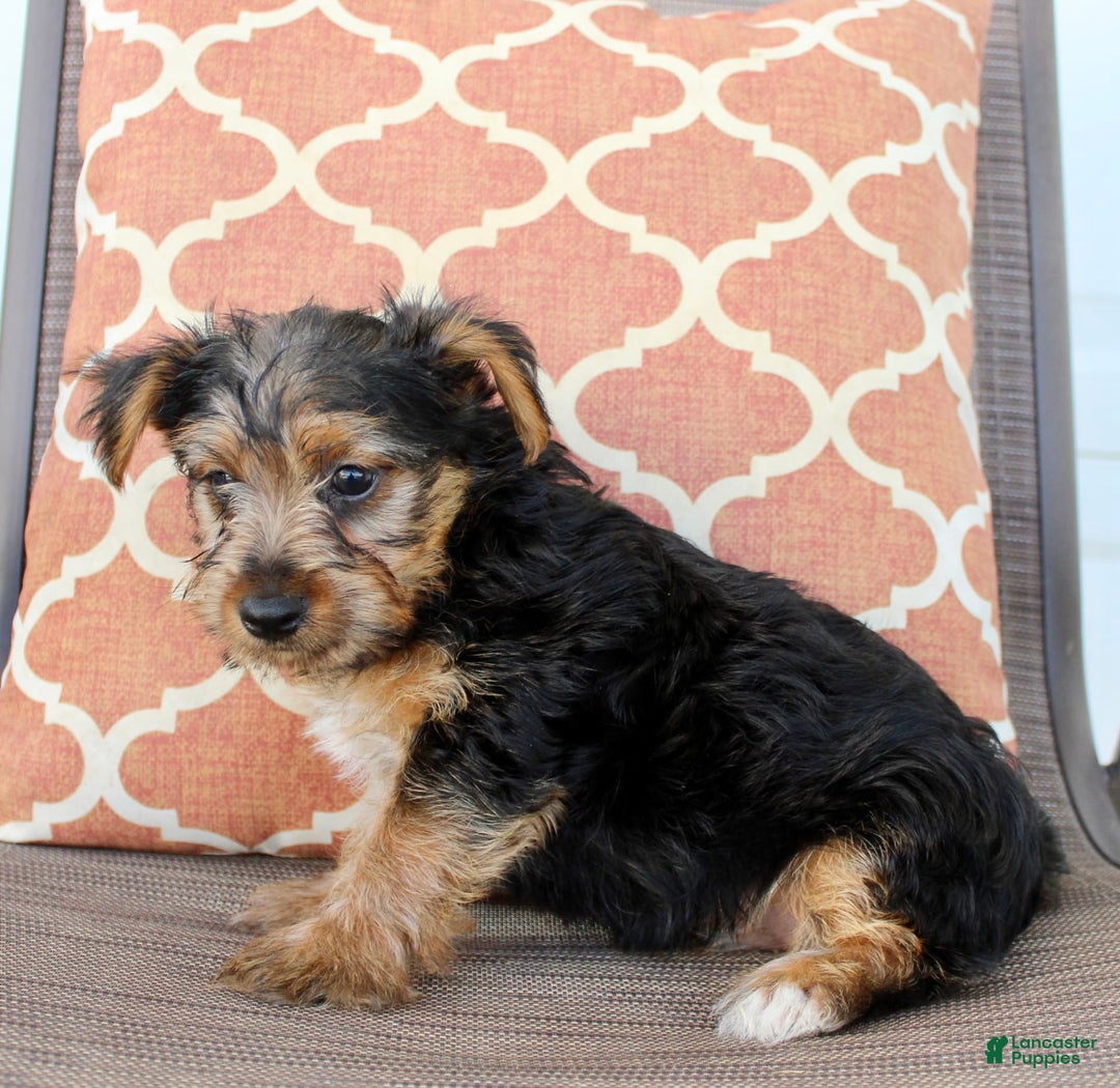 Yorkshire Terrier dogs for sale: Grady - Image 4